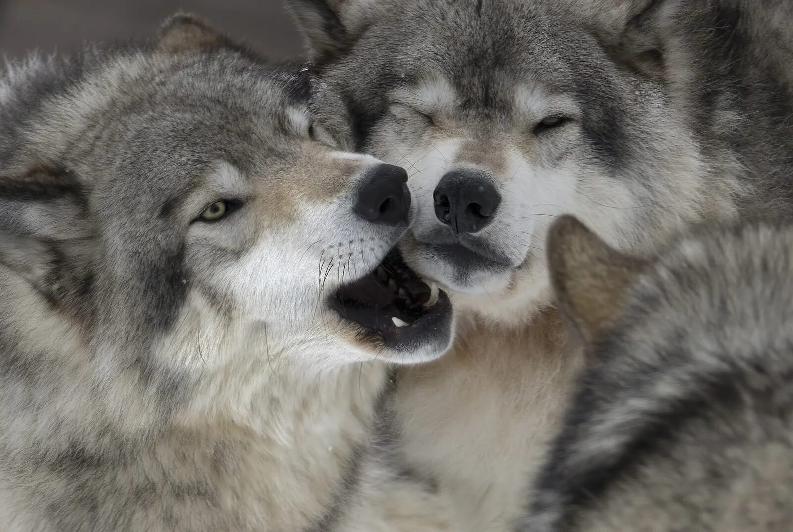 Полюбить волка. Волк и волчица. Влюбленные волки. Волки пара. Красивый волк.