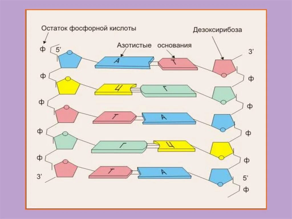 Днк содержит остатки фосфорной кислоты. Остатки фосфорной кислоты в днк. остаток фосфорной кислоты днк. остатки фосфорной кислоты в днк и рнк. остаток фосфорной кислоты днк и рнк.