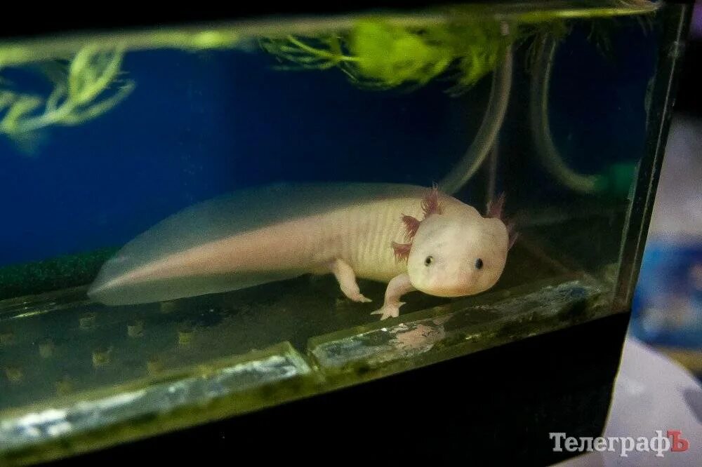 Испанский иглистый тритон. Крокодиловый тритон. Нитеносный тритон. Испанский тритон самец. Тритон иглистый альбинос аквариумный.