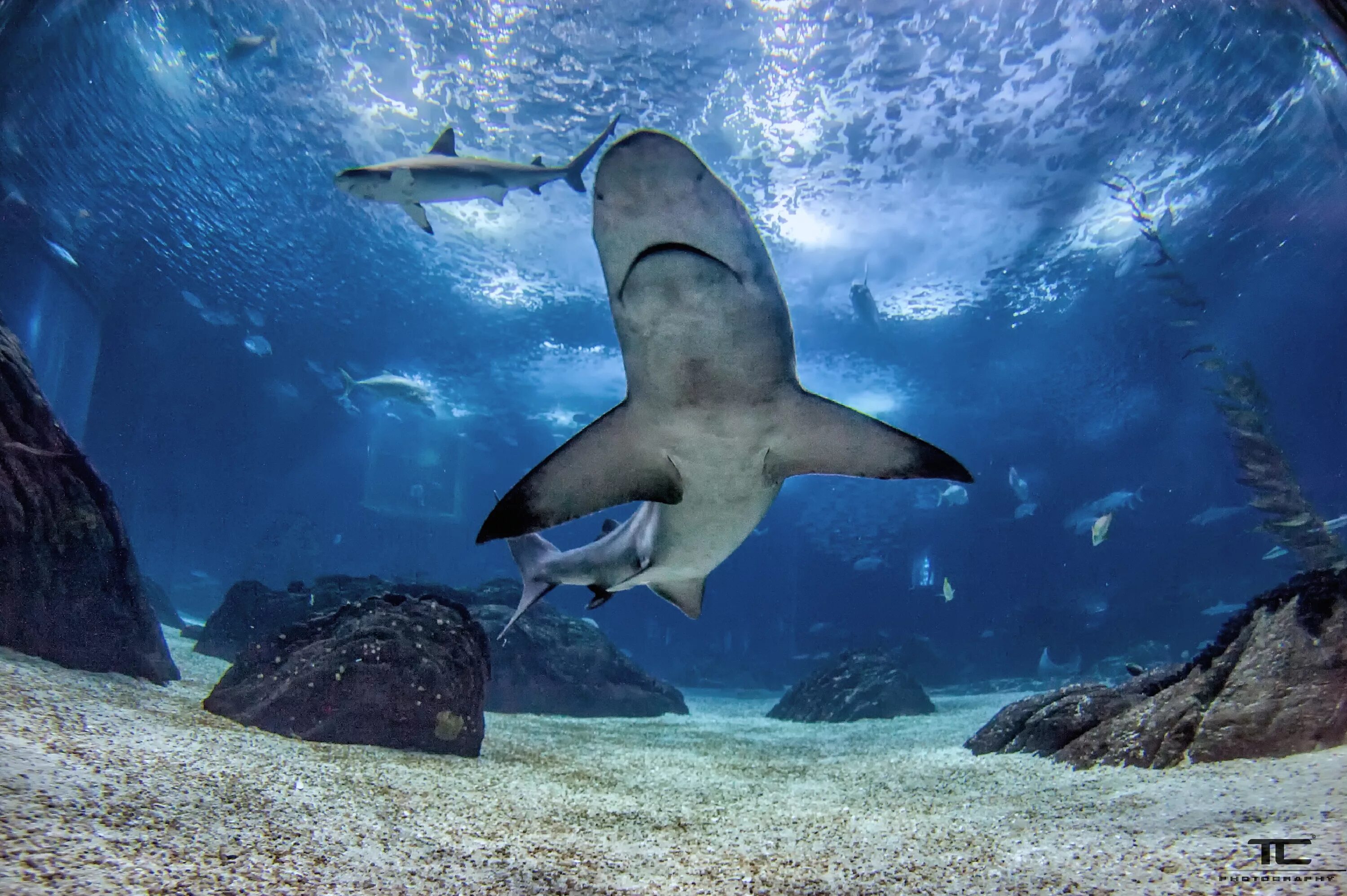 Красивые акулы. Акула в океане. Акула молот галапагос. Море и океан с акулами новинки. Подводный мир акулы.
