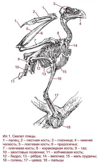 Кости пальцы птицы. Скелет задней конечности голубя. Строение лап птиц скелет. Строение птицы цевка. Скелет конечности птиц строение.