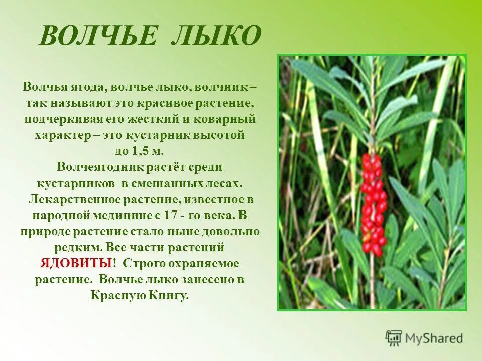 волчье лыко красная. волчье лыко (волчник обыкновенный). волчник боровой. волчье лыко краткая информация. растение волчье лыко (волчеягодник обыкновенный).