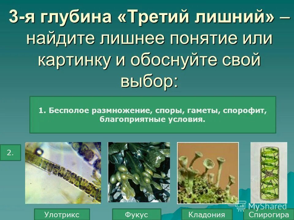 к какой группе относится фукус