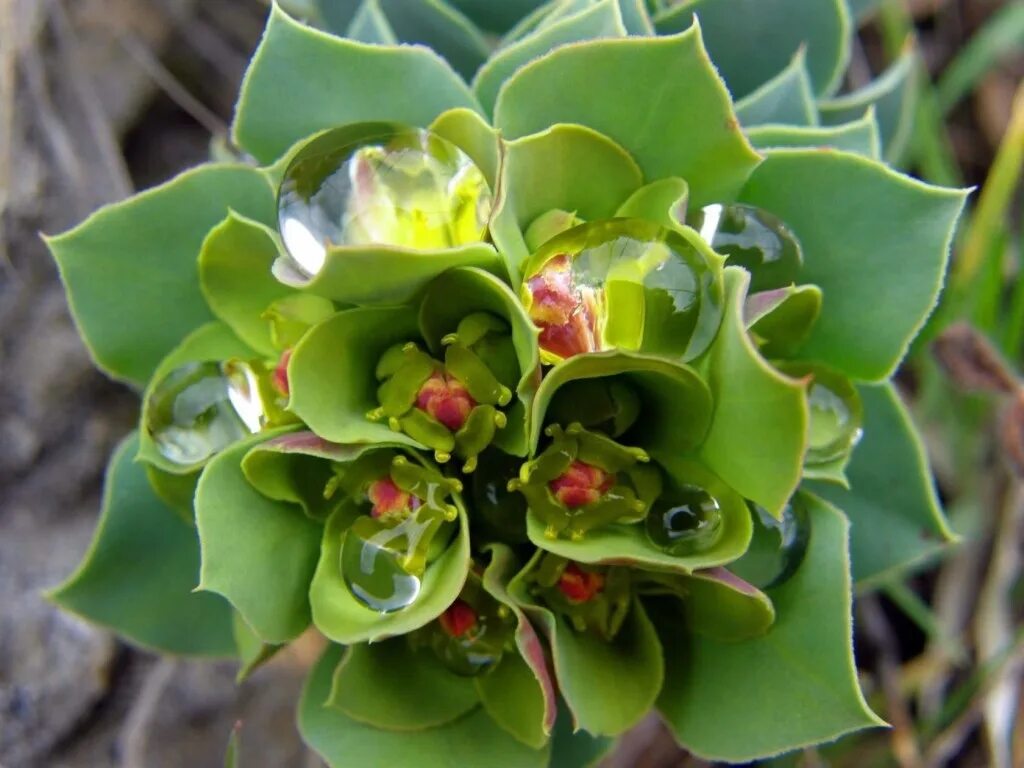 Молочайные. Молочай растение. Молочай смолоносный. Euphorbia franchetii. Молочай Милиуса.