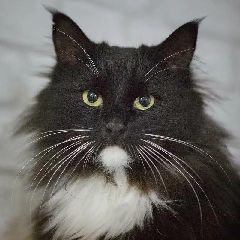 мейн кун кот баюн. кот баюн успокоительное. кот баюн какая порода. лимао кошка. по 10 мл.