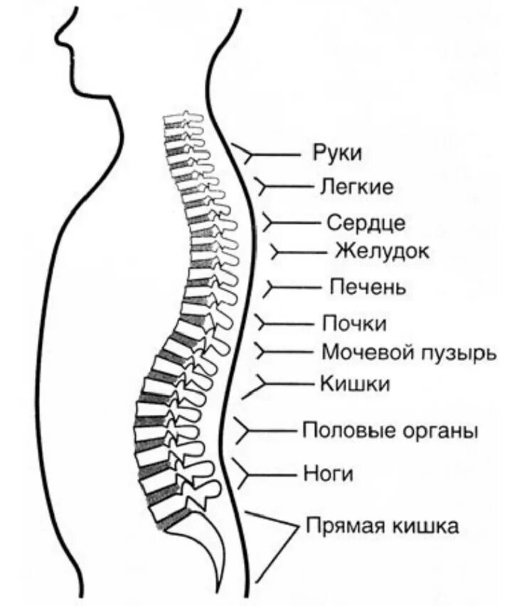 живот и желудок может болеть от грыжи. Th8 th9 грыжа позвоночника. клинические симптомы остеохондроза. локализация боли при остеохондрозе. боль в спине.