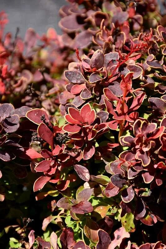 Старый барбарис. Berberis thunbergii golden ruby. барбарис тунберга голден руби. барбарис тунберга golden ruby. барбарис (берберис) тунберга golden ruby.