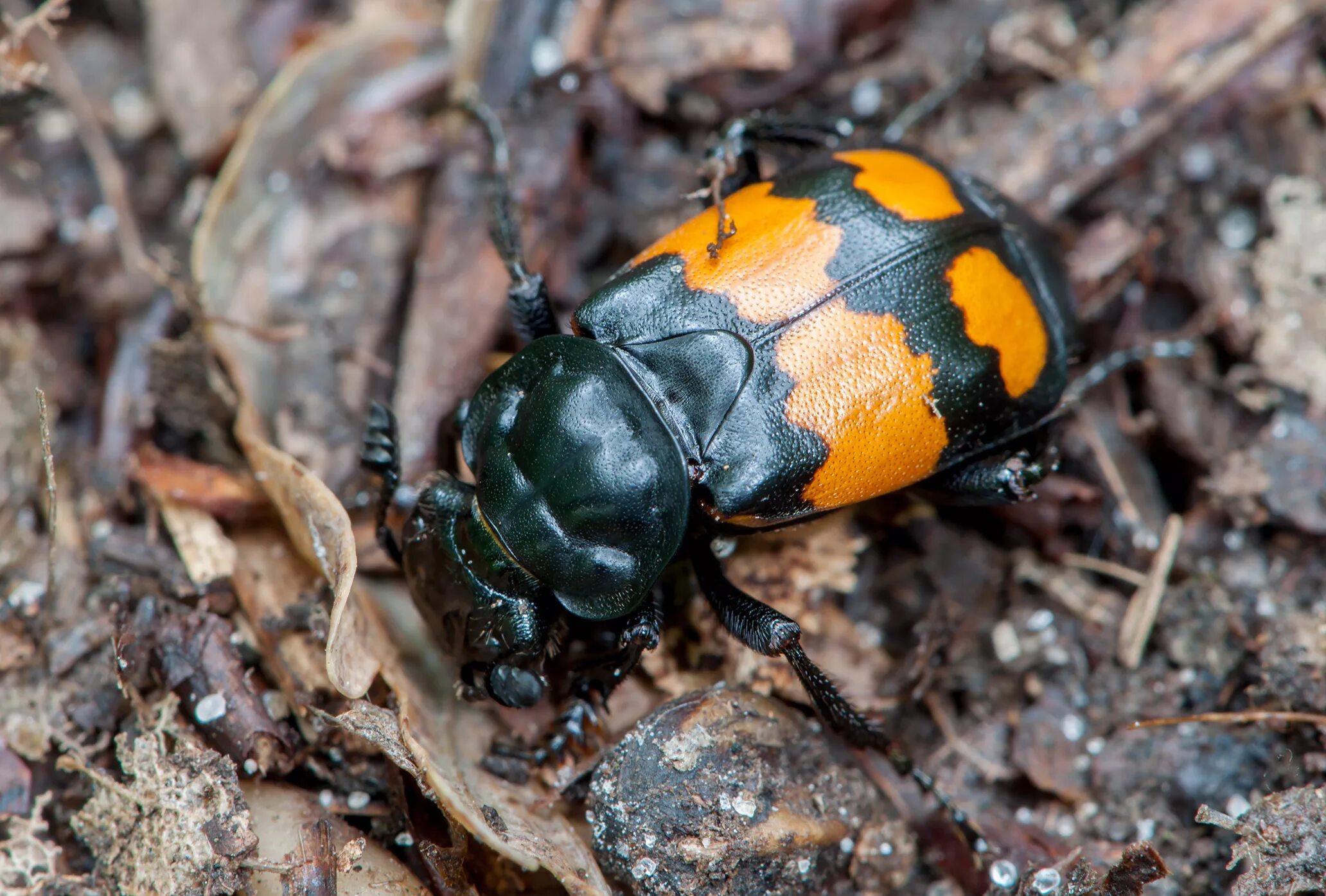 Фото #65995: Nicrophorus vespilloides