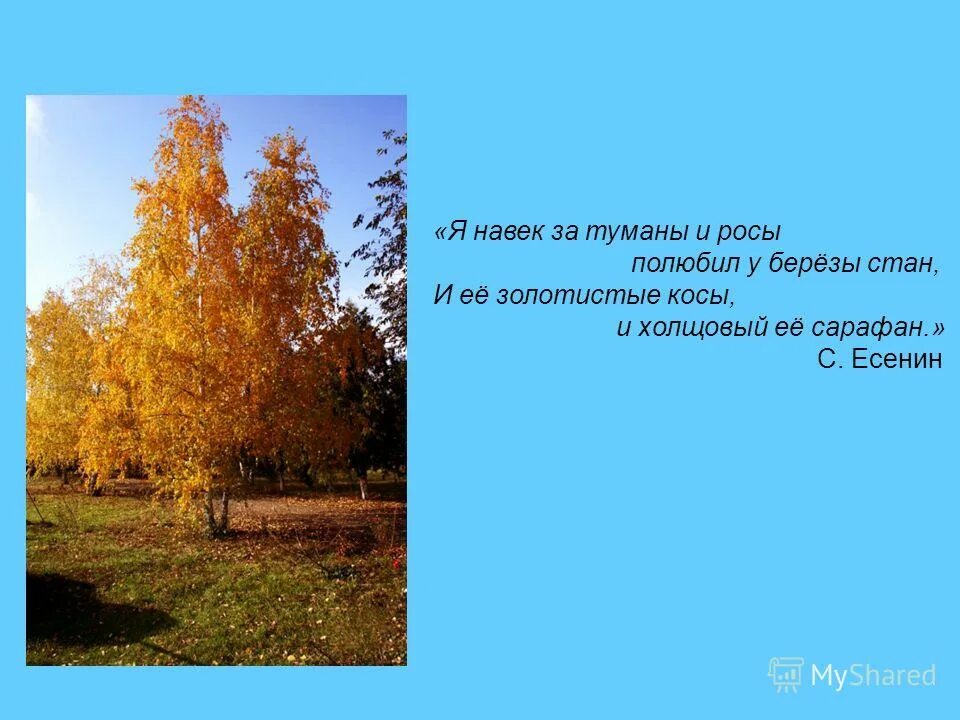 Я навек за туманы и росы полюбил. Есенин я навек за туманы и росы. Я навек за туманы и росы полюбил у Березки. Есенин я навек за туманы. Есенин о Березе я навек за туманы и росы.