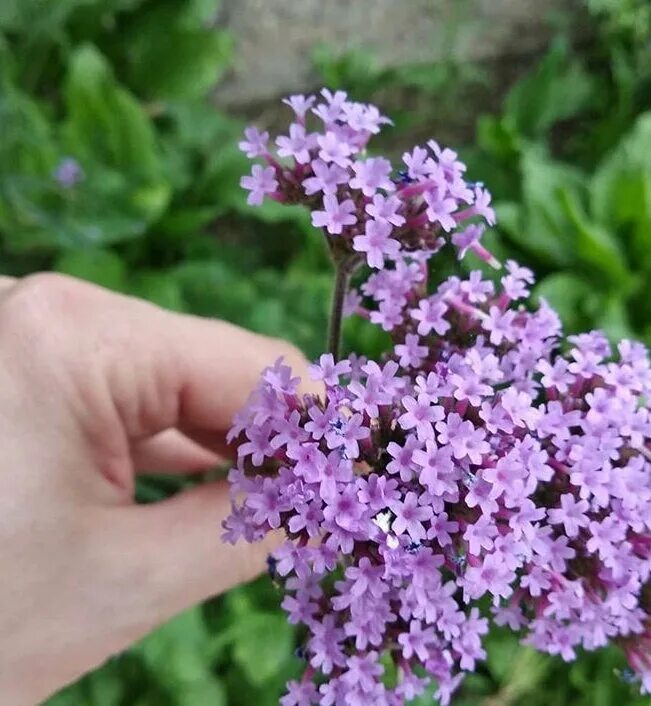 Вербена капсулы. Вербена бонарская Метеор. Патагонская Вербена. Вербена Лоллипоп. Вербена бонарская Finesse.