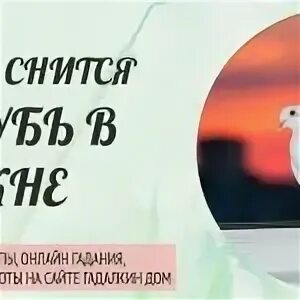 Во сне голуби залетели в окно