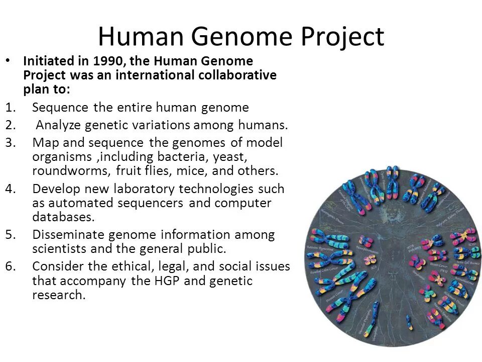 Проект геном человека human genome project PPT Lesson 10 Bioinformatics PowerPoint Presentation, free download ID:35516