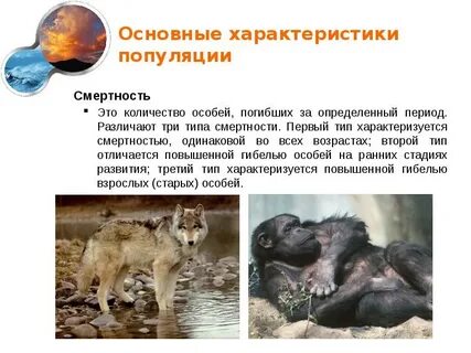 Характеристика смертности