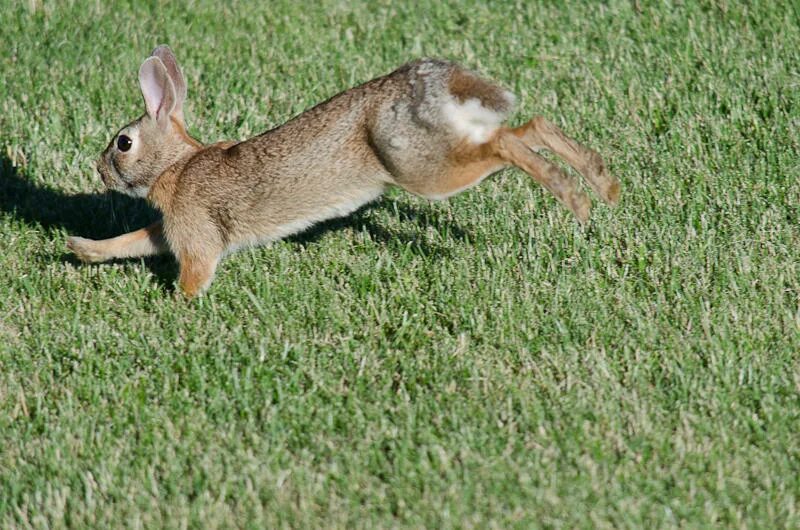 Заяц бежит. Заяц прыгает. Заяц убегает. Заяц в прыжке.