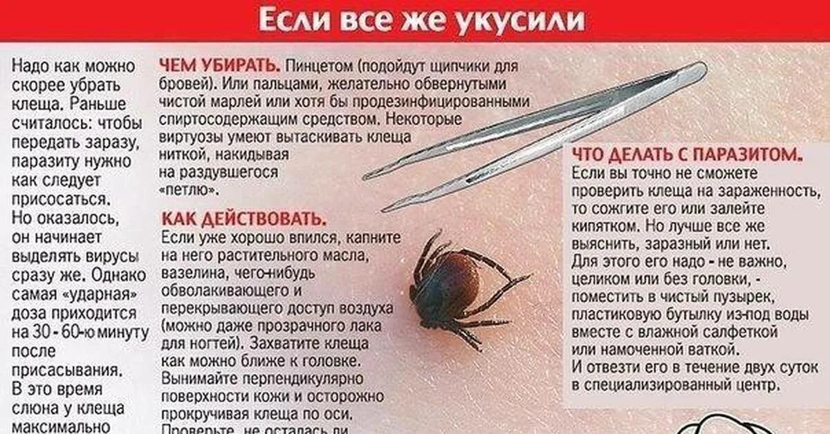 Антибиотик при укусе клеща. Места присасывания клеща схема. Профилактика после укуса