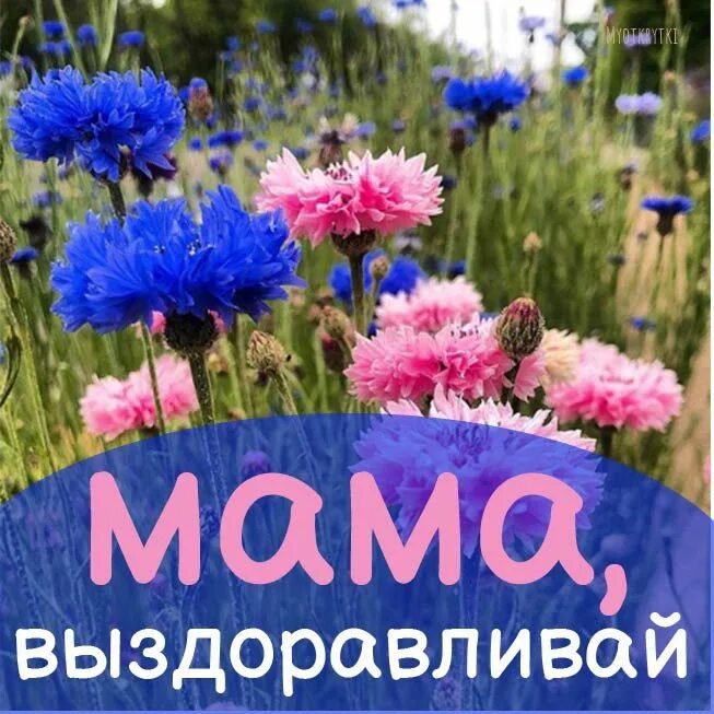 Выздоравливай мама