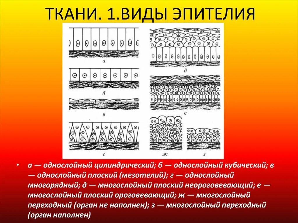 Пример эпителиальной ткани человека. Однослойный плоский эпителий строение. Разновидности однослойного эпителия. Однорядный эпителий строение. Покровный однослойный эпителий строение.