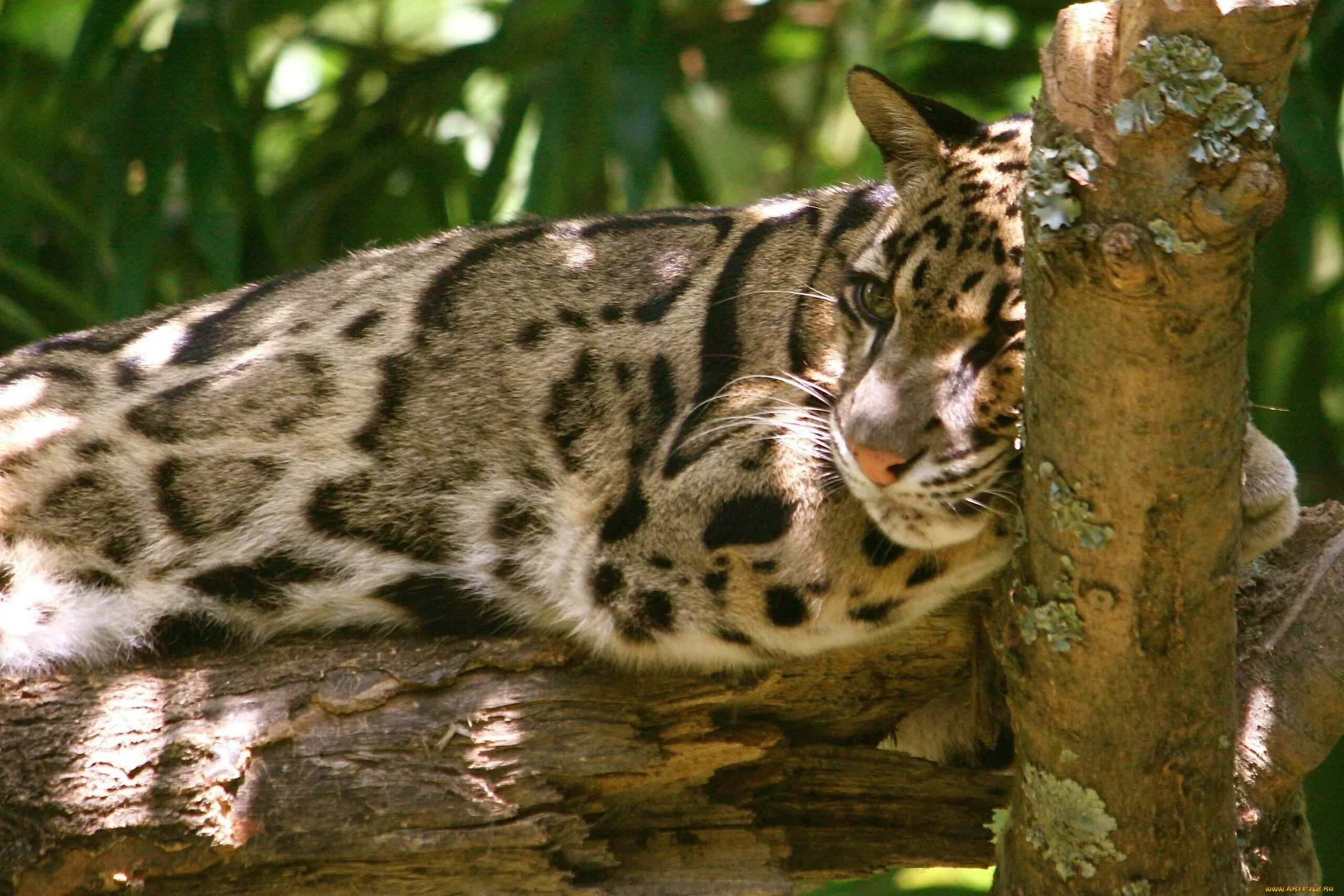 Clouded leopard