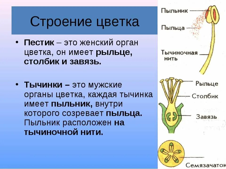 Мужской и женский органы цветка. Строение пестика и тычинки. Строение цветка пестик и тычинка. Строение тычинки ипестиа. Строение пестиков и тычинок.