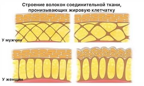 Подкожная жировая клетчатка это ткань