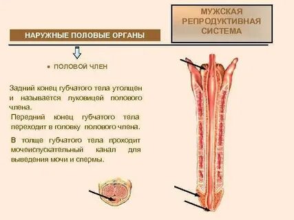 Наружная половая система