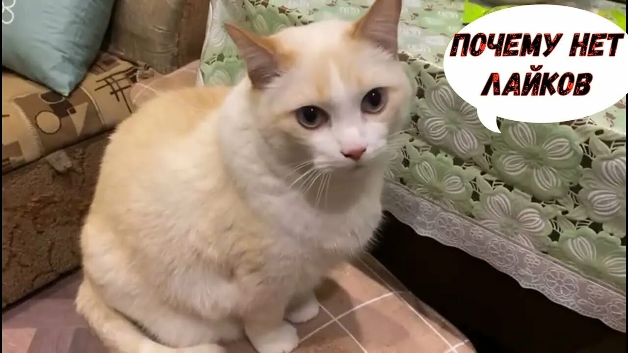 Картинки лайков. Нет лайков. Мем столько лайков. Где активность картинки. Мемы из лайков.