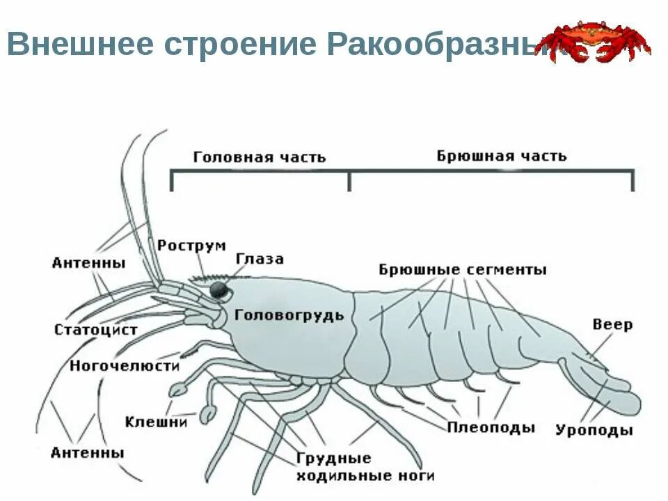 Покровы ракообразных состоят из. Строение креветки схема. Внешнее строение креветки. Внешнее строение креветки схема. Строение креветки схема 7 класс.