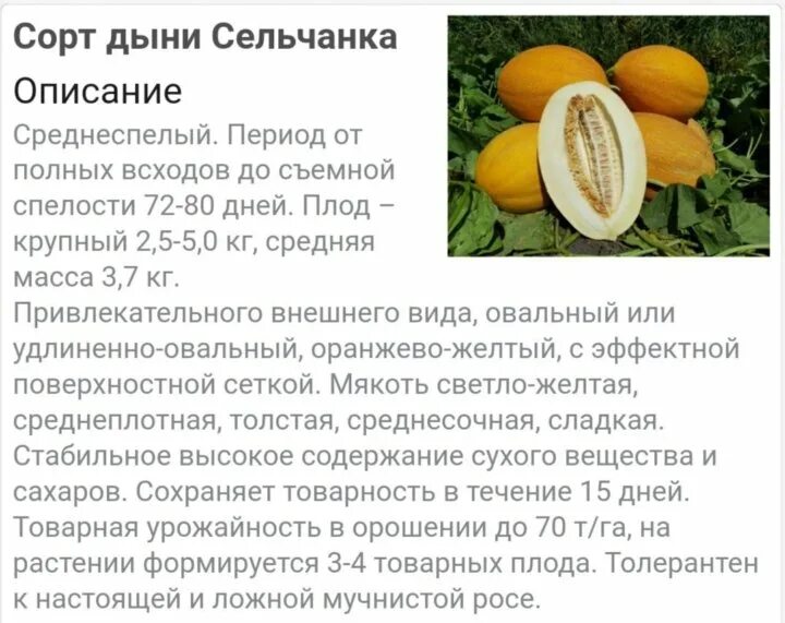 Сорта дынь описание. Дыня сельчанка. описание дыни. сорт дыни астрахань. сорта дыни с фото и описанием.