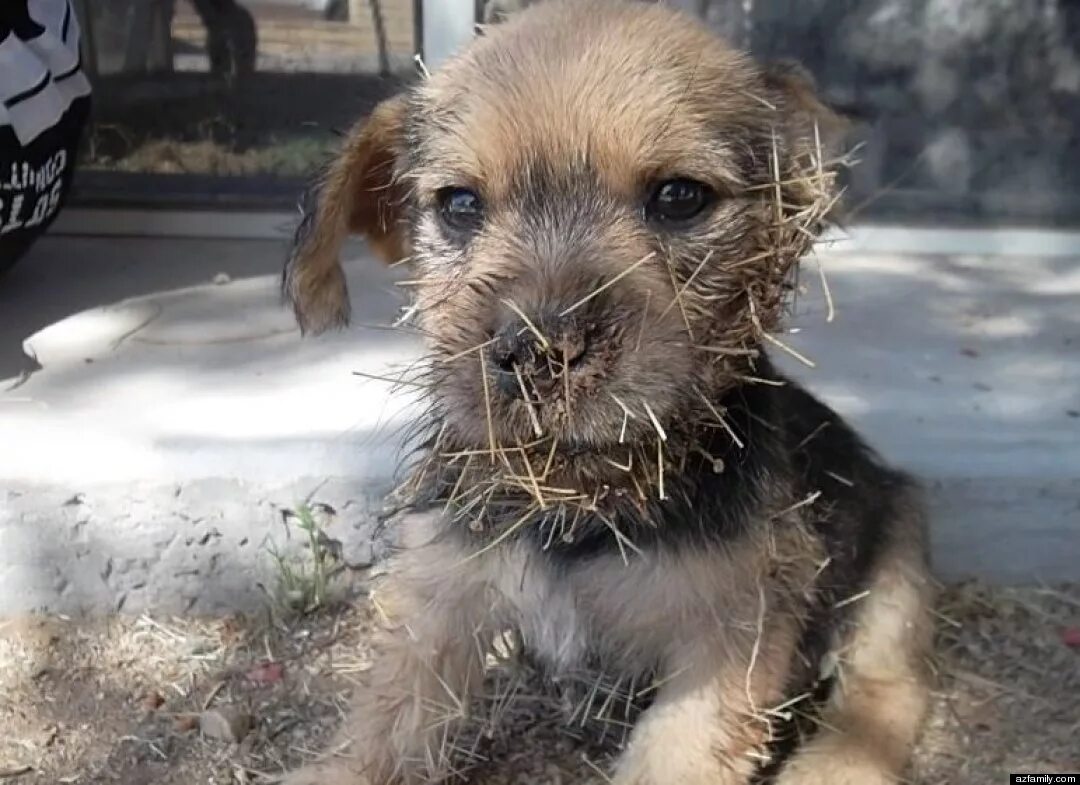 игрушки для собак для зубов. мопс с кактусом.