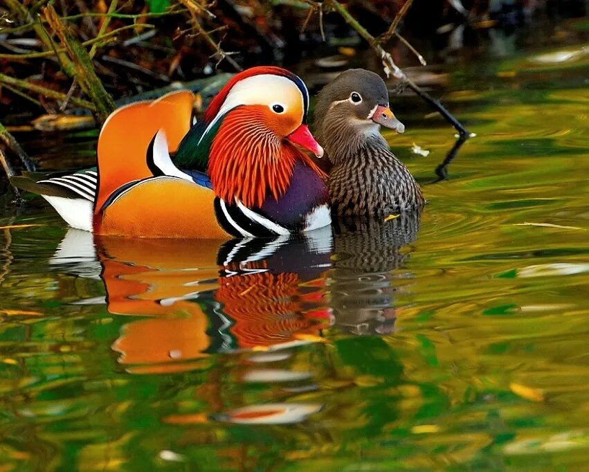 Утка мандаринка самец и самка. Уточки мандаринки фото. Утки мандаринки. Уточки-мандаринки 2. Лазовский заповедник утка мандаринка.