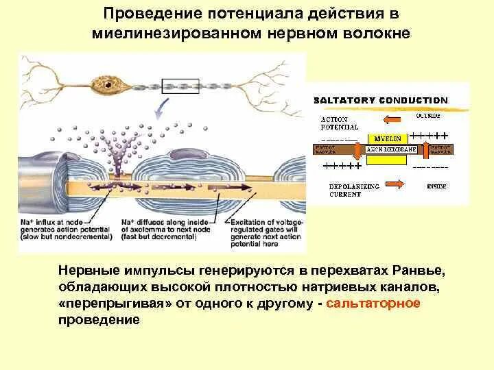 Проведение нервного импульса по безмякотному волокну схема. Схема проведения возбуждения в нервных волокнах. Передача импульса по нервным волокнам натриевые каналы. Проведение нервного импульса в нейроне.