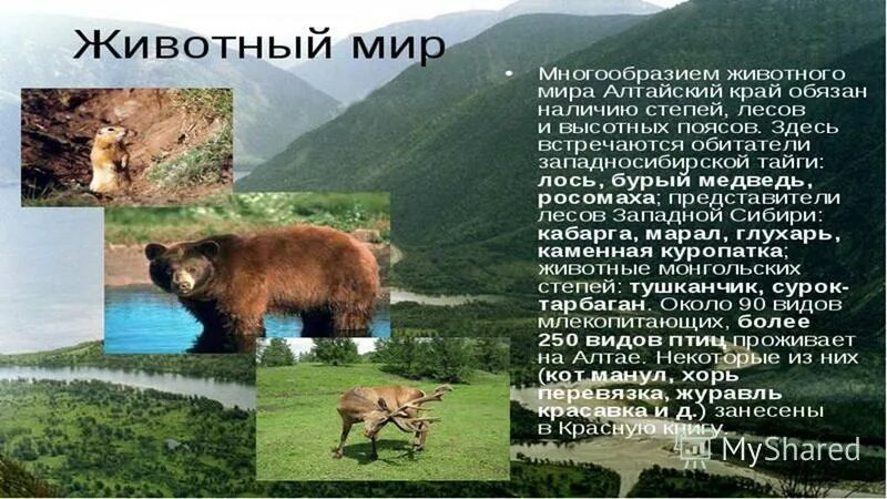 горные территории с высотной поясностью растения россии. горные области с высотной поясностью россии растения. области высотной поясности животные. животный мир высотной поясности. области высотной поясности северной америки.