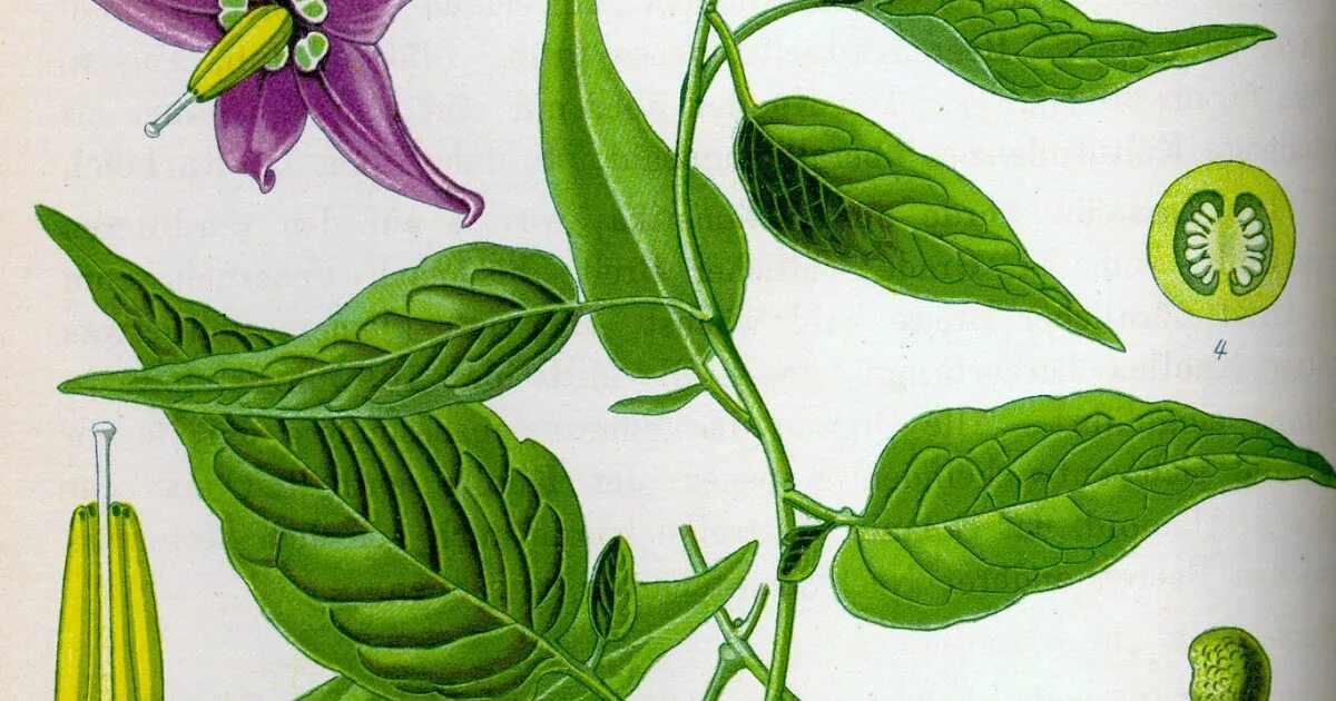 Форма листьев пасленовых. Листья паслена сладко горького. пасленовые лианы. паслёновые скополия. стебель пасленовых.