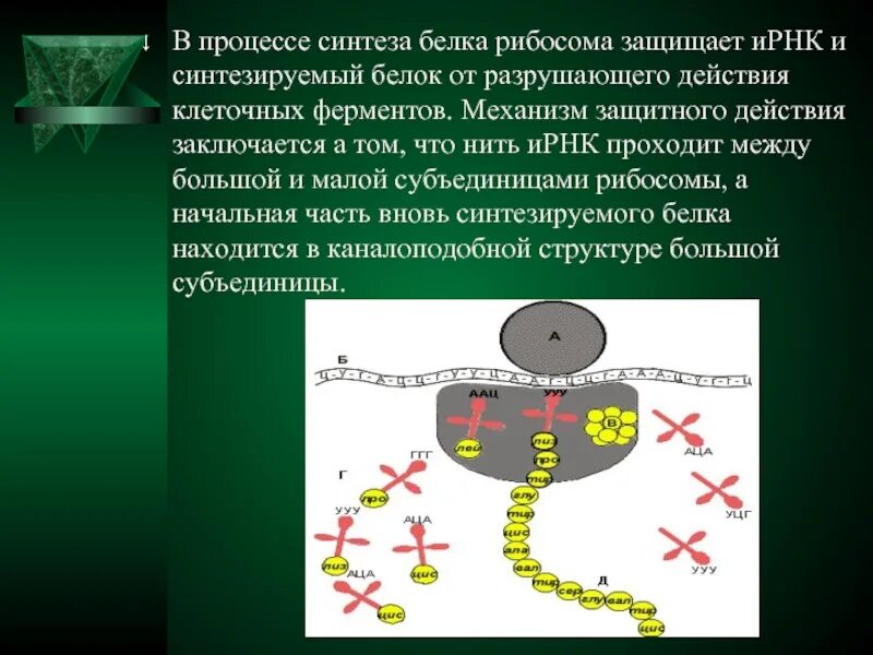 И рнк образуется в. Процесс синтеза белка. Процесс синтеза белка на рибосомах. Процесс биосинтеза белков. Процесс биосинтеза белка.