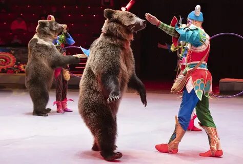 Цирк на вернадского афиша на декабрь