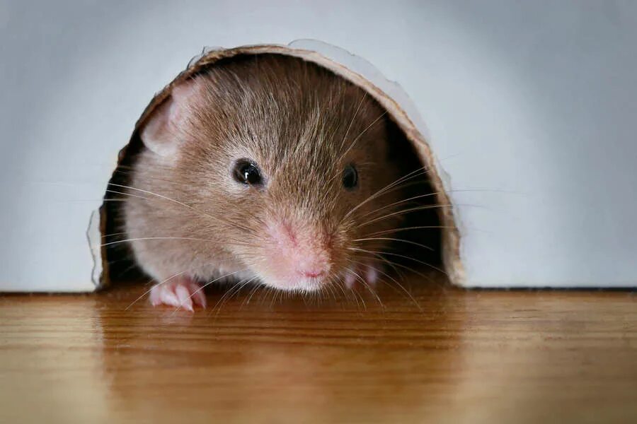 Кот сидел у норки мыши. Мышиная норка. Мышка в норке. Мышонок в норке. Мышь выглядывает.