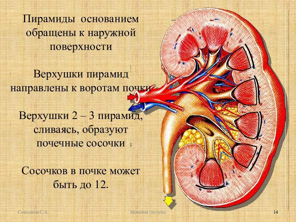 Строение почки сосочки. Почечная пирамида анатомия. Ворота почки анатомия латынь. Строение почечной пирамидки.