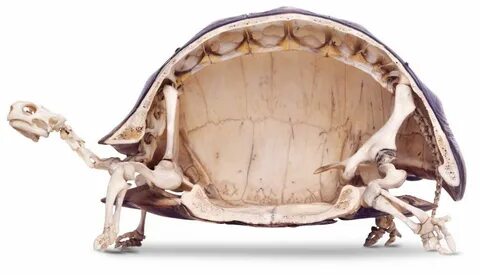 Черепаха скелет