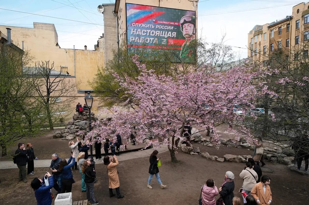 Сад дружбы на литейном. Сад дружбы в санкт-петербурге на литейном. сад дружбы в санкт-петербурге сакура. сакура в санкт-петербурге на литейном. китайский сад дружбы на литейном проспекте.