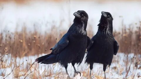 Rabenvögel: Sozialleben der Tiere entscheidend für ihre Großzügigkeit. 