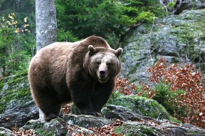 Pin by deaa al momani on Places to Visit Animals, Places to visit, Visiting