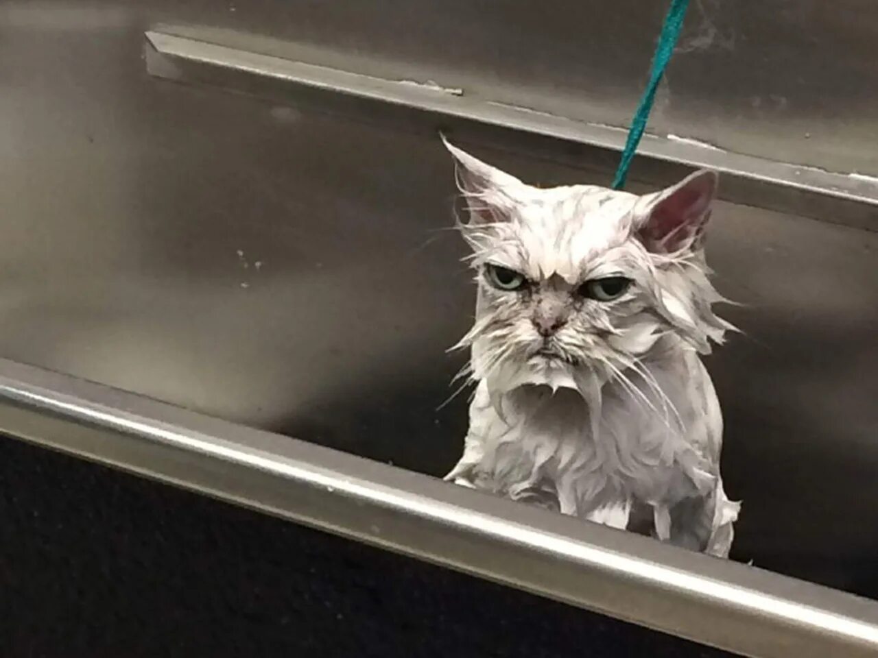 Забавные собаки. Смешные под. Лабрадор ныряет. Животные под дождем. Сет кастил.