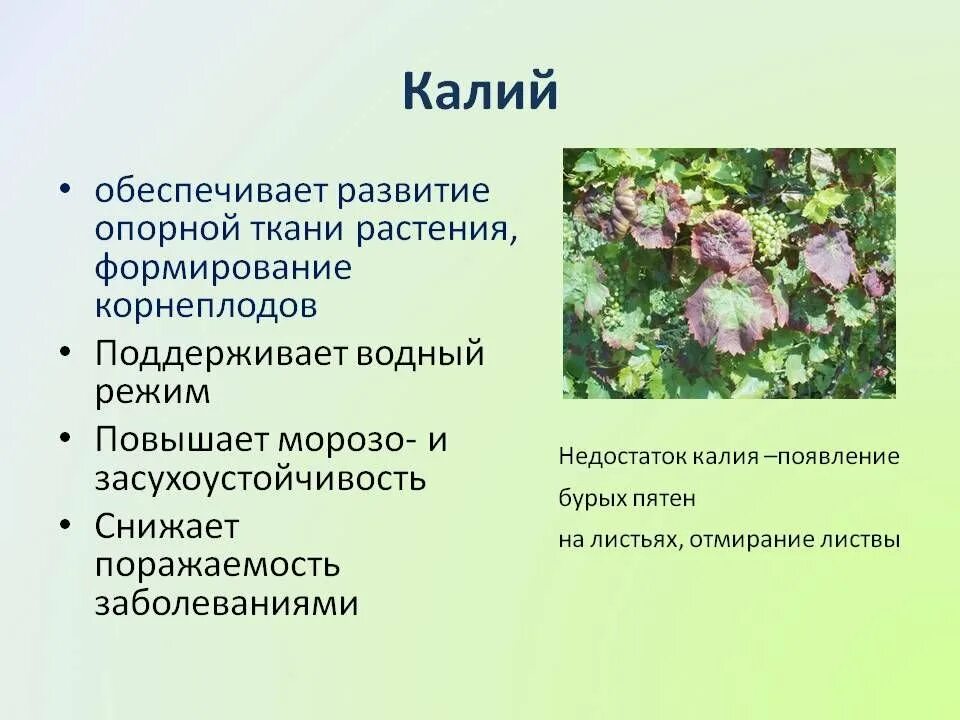 Роль элементов в растениях. Роль калия в жизни растений. Калий для растений значение. Значение калия для растений. Влияние калия на растения.