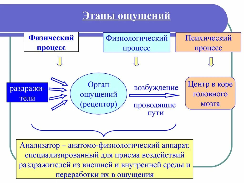 Физиологическая основа ощущений. Физиологический процесс ощущений. Органы процесса ощущения. Физиологические основы ощущений схема.