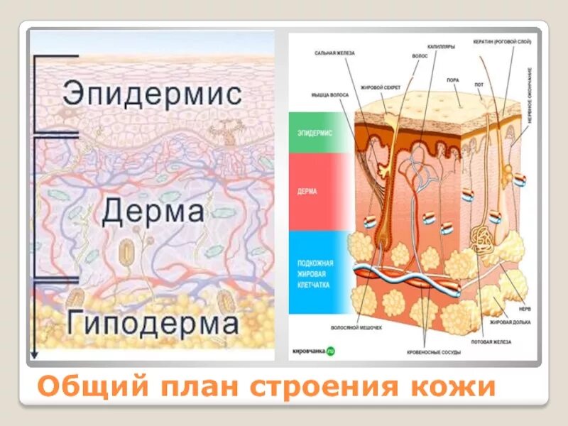 Эпидермис тип ткани