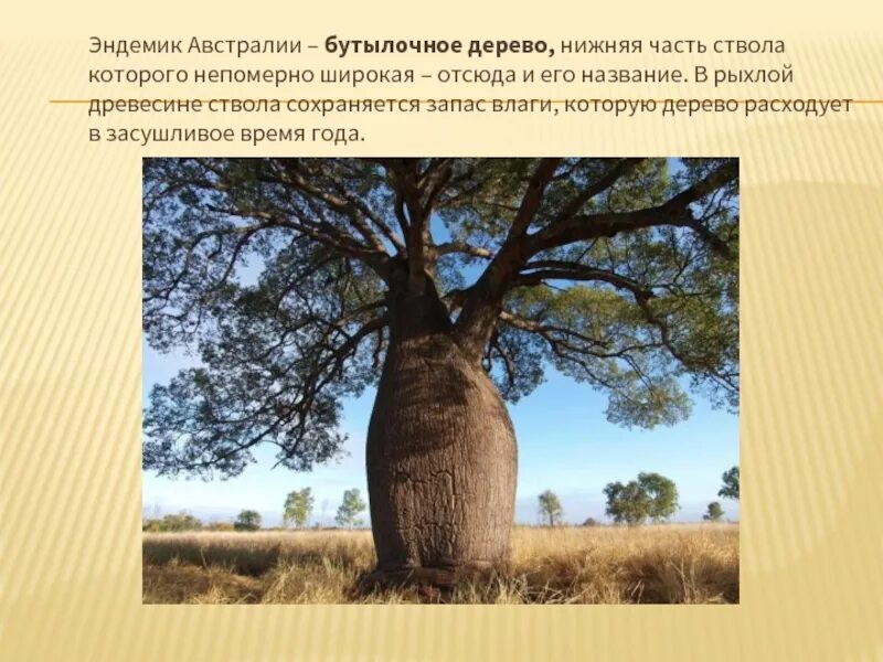 Сообщение на тему эндемики