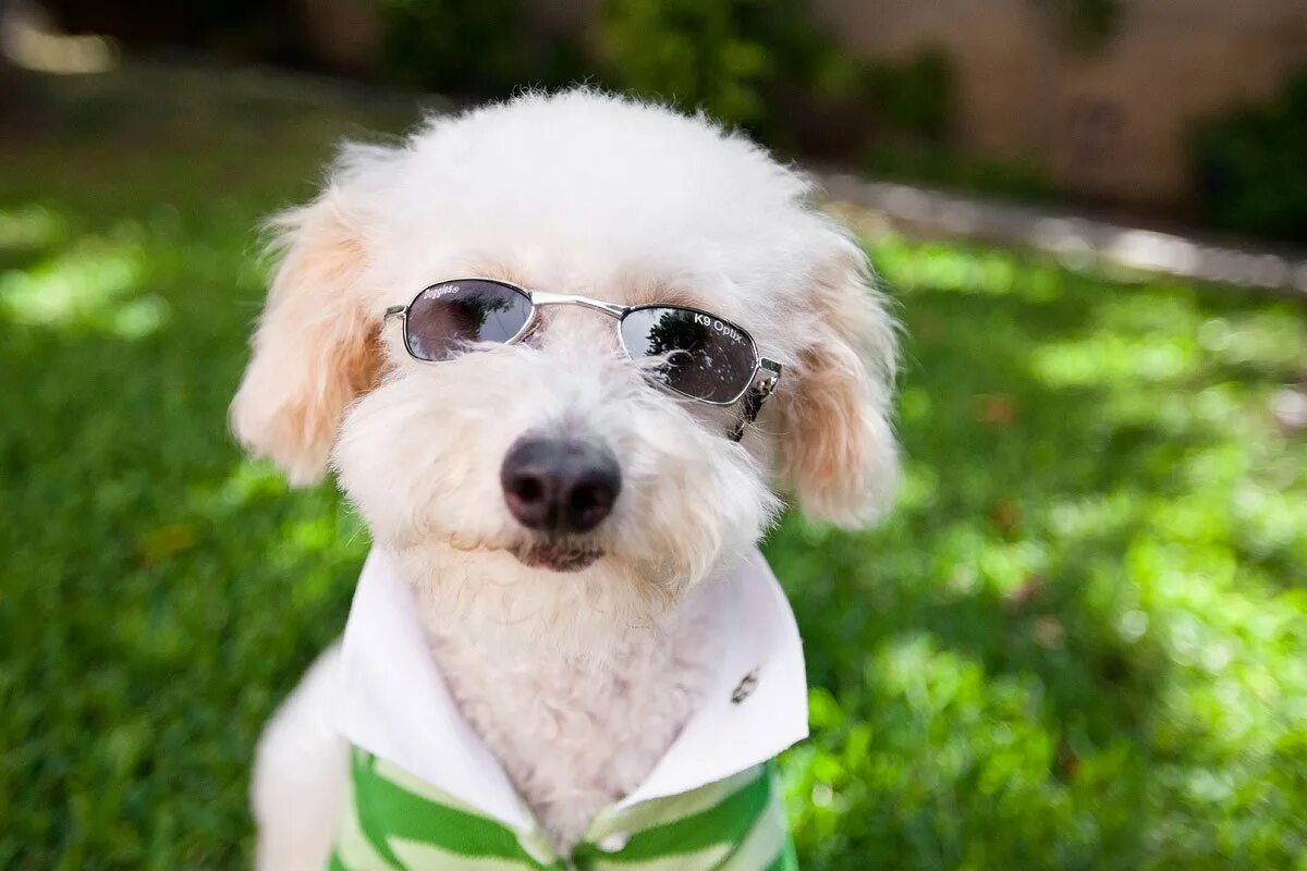 забивная собака. прикольные щенки. смешные щенки. веселый щенок. смешной щенок картинки.