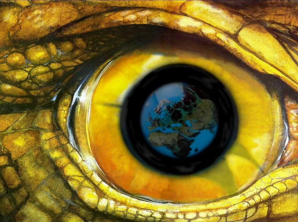 Желтый глаз 8. Глаз дракона Ланкашир. Глаз рептилии. Глаза змеи. Желтый глаз дракона.