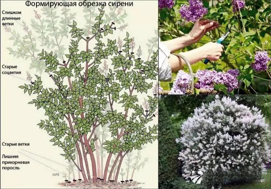 Классификация сирени - MosRosa.ru