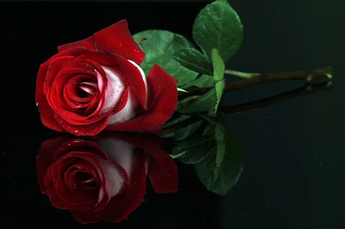 Красивые вечерние розы. Красивые розы на темном фоне. Красное добро